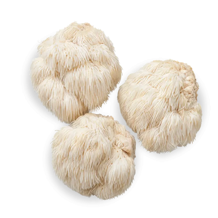 Lion's Mane, biele strapaté plodnice.
